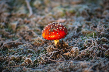 überfrohrene Westruper Heide bei Sonnenaufgang