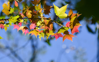 Colorful autumn leaves with the blue sky background
