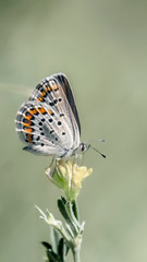 Brown Argus Butterfly on a small wild meadow flower. Selective focus with blurred background. Beautiful summer meadow, inspiration nature. Cool smartphone wallpaper.