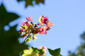 Colorful autumn leaves with the blue sky background
