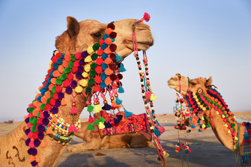 camel in the desert  decorated with colorful cotton garlands. shot at Kutch in Gujarat on 19 feb...