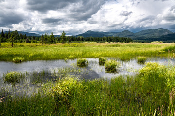 Marshy Landscape in Bonner County close to Priest Lake, Idaho