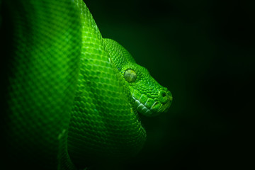 Green tree python in detail on the brancg with black background, Morelia viridis, zoo Warszawa, Poland