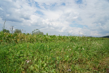 Fototapeta na wymiar field of grass