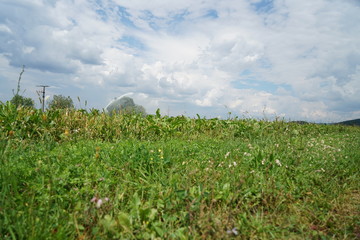 Fototapeta na wymiar field of grass