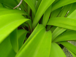 Obraz premium close up of green leaves plant growing in garden, nature photography, gardening background