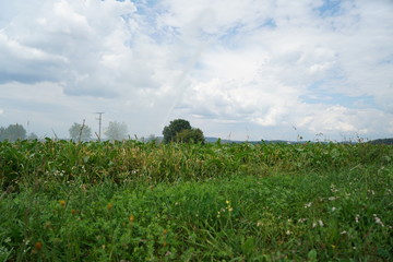 corn field in the summer