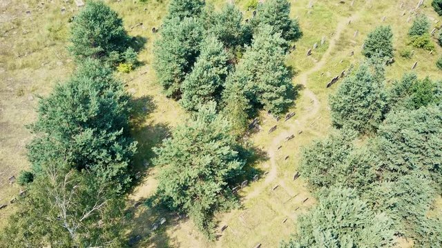 Aerial, drone view abandoned jewish cemetery in the middle of forest in Zarki, Poland. 18th century graveyard hidden in the woods. Forgotten tombstones and matzevot of dead jews are deteriorating. 