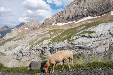 Naklejka premium sheep on Puerto de Bujaruelo, French Pyrenees, France