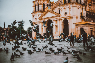 PALOMAS EN LA PLAZA