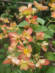 red and yellow leaves