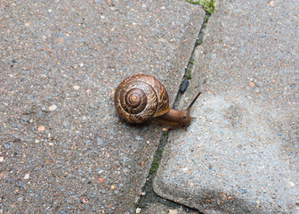 Small snail on the tile close up. Selective focus. High quality photo