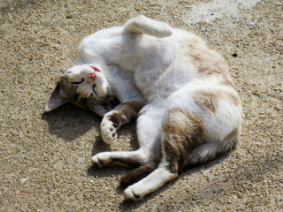 Naklejka na ściany i meble Goofy cat lying on the floor snuggles in a quirky and funny way.