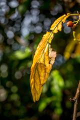 yellow autumn leaves