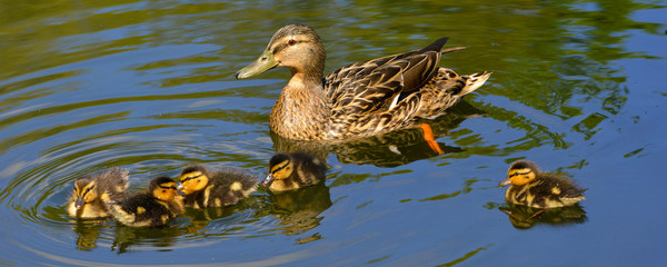 Panoramique m&egrave;re cane colvert et cinq petits