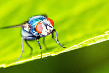 Fliege