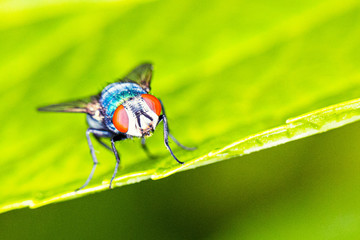 Fliege