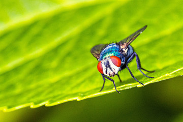 Fliege