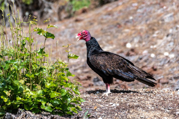 Turkey Vulture or Buzzard (Cathartes aura)