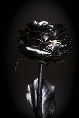 Black rose with gold border for your design.