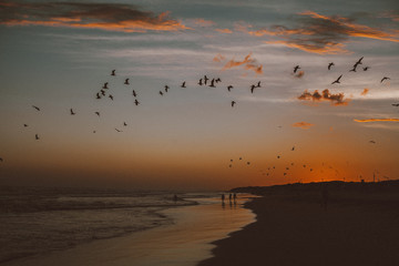 atardecer y gaviotas