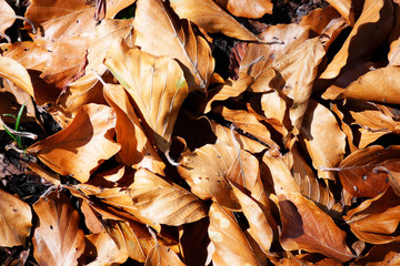 feuilles bois sec automne 