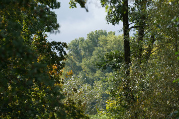 green tree in the morning