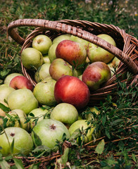 Fresh bright green and red-pink apples in an inverted basket, a farmer's harvest of late summer and early autumn. Apple saved. A basket of apples is lying on the grass.