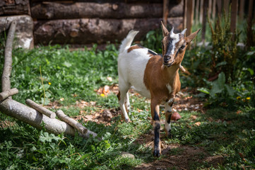 Cutty dwarf goat with funny attitudes