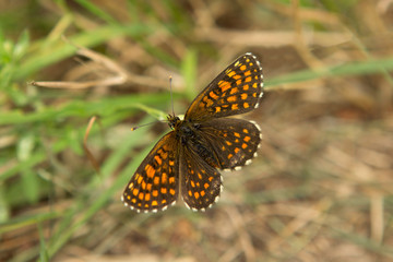 Heath fritillary. A small, bright, mottled orange-black butterfly with a very shaggy body.