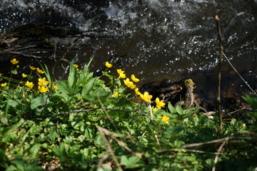 yellow flower on the river