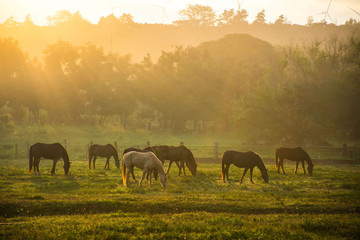 Horses grazing in meadow under morning light on the Northshore near Haleiwa on the island of Oahu,...