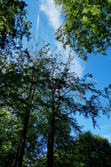 bois foret ciel bleu promenade