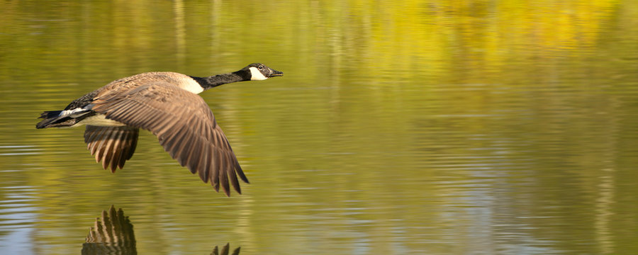 Panoramique apparition d'une oie bernache en plein vol sur l'eau