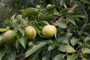 harvest of green pears on a branch in the garden