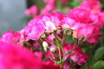 Fototapeta na wymiar bushes of pink roses in the garden in blur