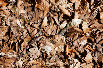 feuilles arbres tombée 