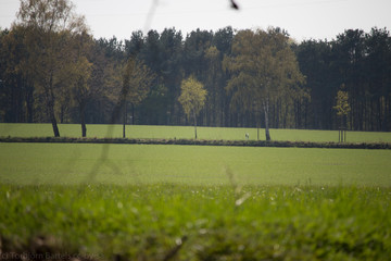 Obraz premium Feld und Wiese