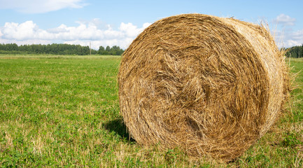 Yellow roll of dry hay on a green meadow.Summer cloudy weather. space for your text