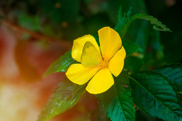 Yellow butterfly on bright yellow flowers of Sage Rose, West Indian Holly.