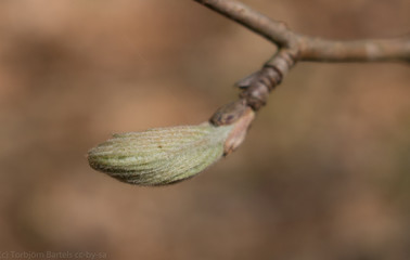 Entknospung