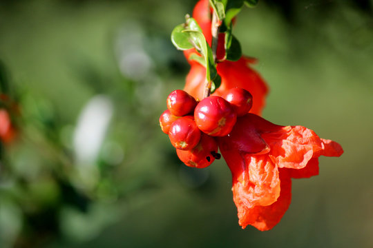 Close up view of Pomegranate flowers hanging on a tree.