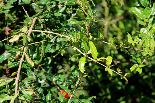 A beautiful view of the Pomegranate tree.