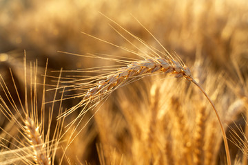 Agricultural field. Ripe ears of wheat on the background of the sunset. The concept of a rich harvest.