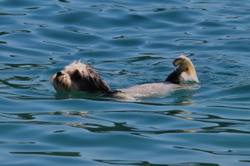 bolonka schwimmend in der adria