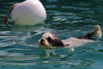 bolonka schwimmend in der adria