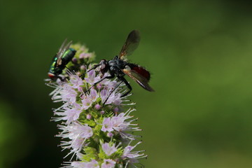 fliege auf der blüte einer minze