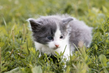 Plakat kitten on the grass..