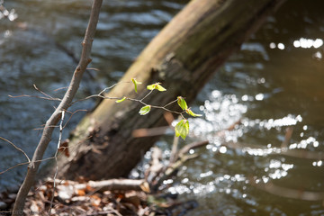 Baumimpressionen