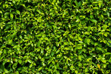 Fototapeta na wymiar Close up green ivy leaves or green grass fence background for the concept design